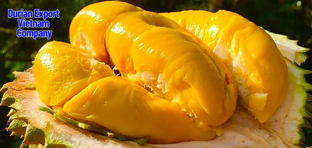Global Durian Market & Export Potential of Vietnamese Durian 4 Durian Export Vietnam Company 1