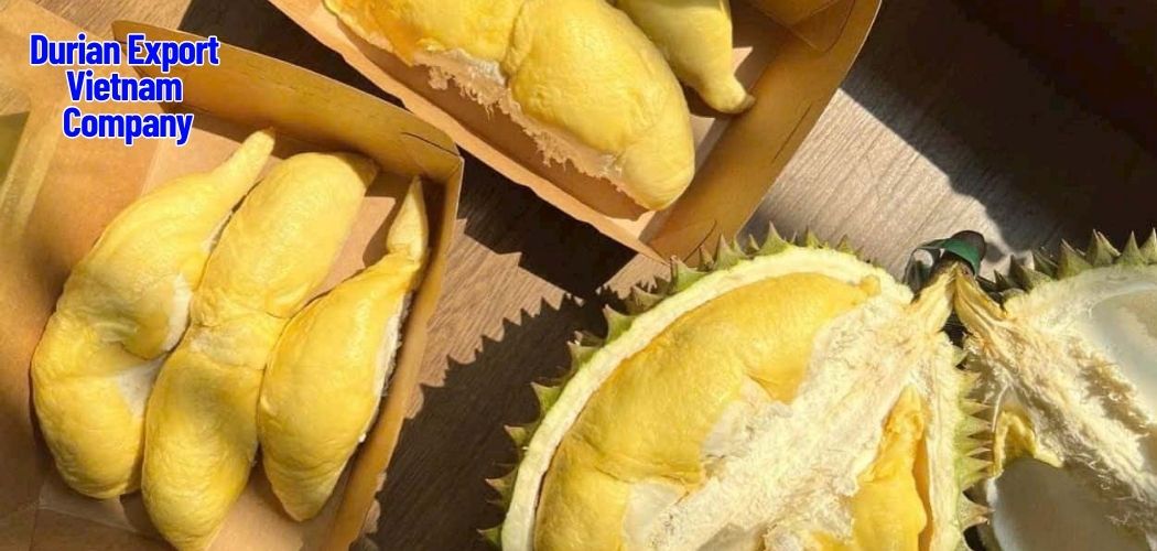 Factors Influencing Durian Prices: Supply, Demand & Seasonality 1 Durian Export Vietnam Company 2