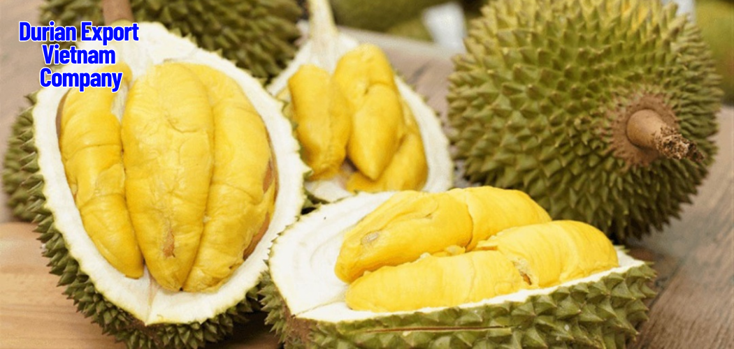 Premium Fresh Durian Export from Vietnam 1 Durian Export Vietnam Company 2