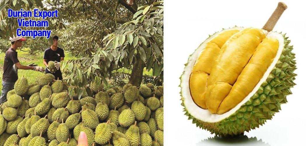The Rise of Frozen Durian: Convenience & Year-Round Supply 3 Durian Export Vietnam Company 3