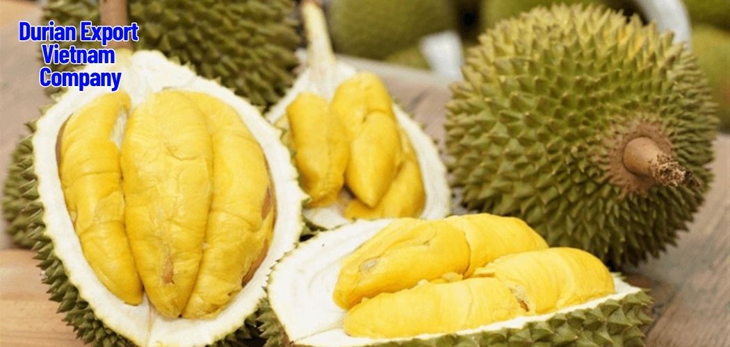 Durian Export Challenges & Solutions for International Buyers 1 Durian Export Vietnam Company 4