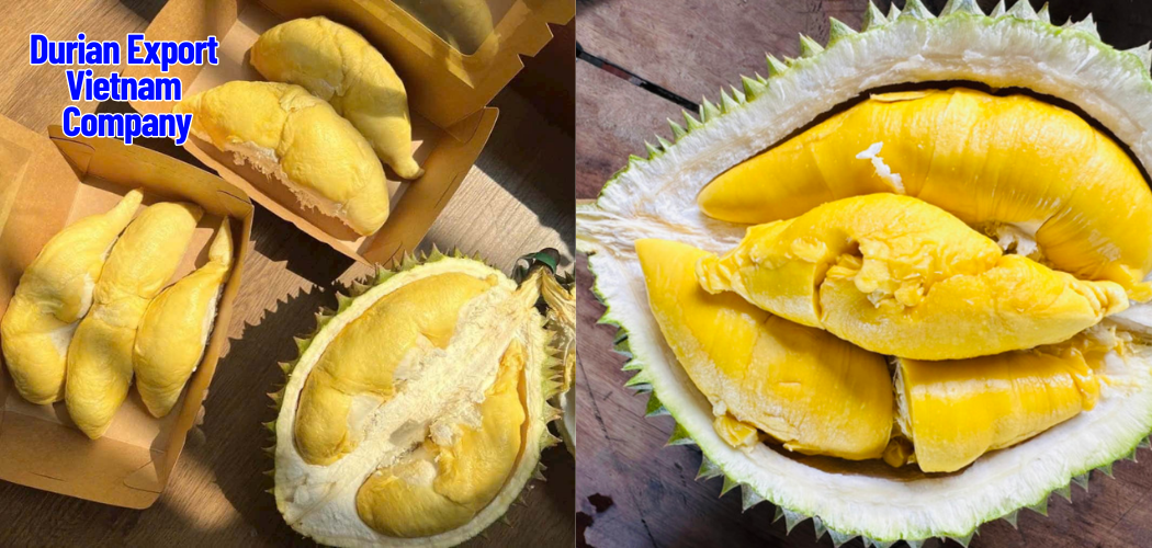 Durian Export Vietnam Company 4