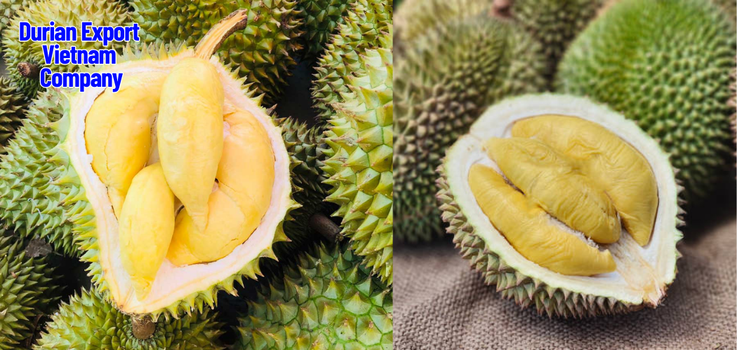 Durian Export Vietnam Company 6