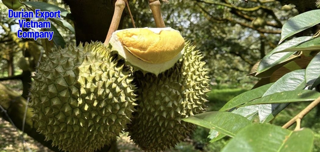 Durian Export Vietnam Company 7