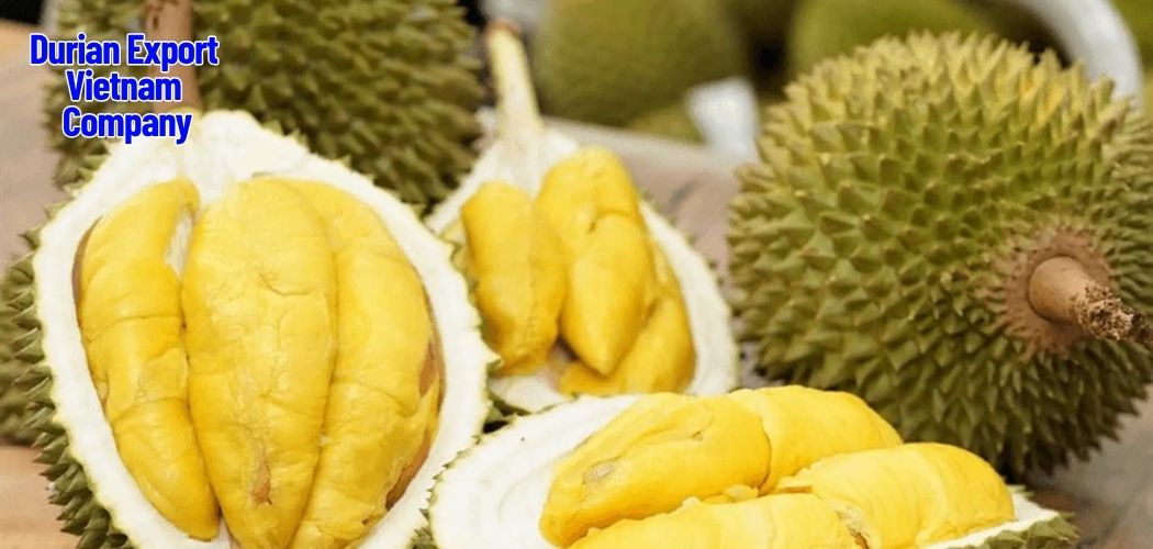 Durian Export Vietnam Company 8