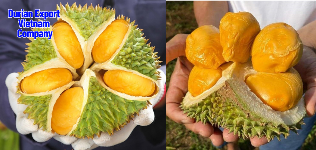 Quality Control & Phytosanitary Standards in Vietnamese Durian Export 1 Durian Export Vietnam Company 8