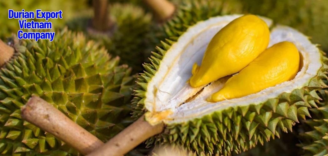 Durian Export Vietnam Company 9