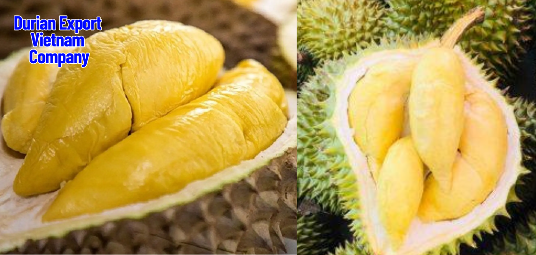 Durian Export Vietnam Company 9